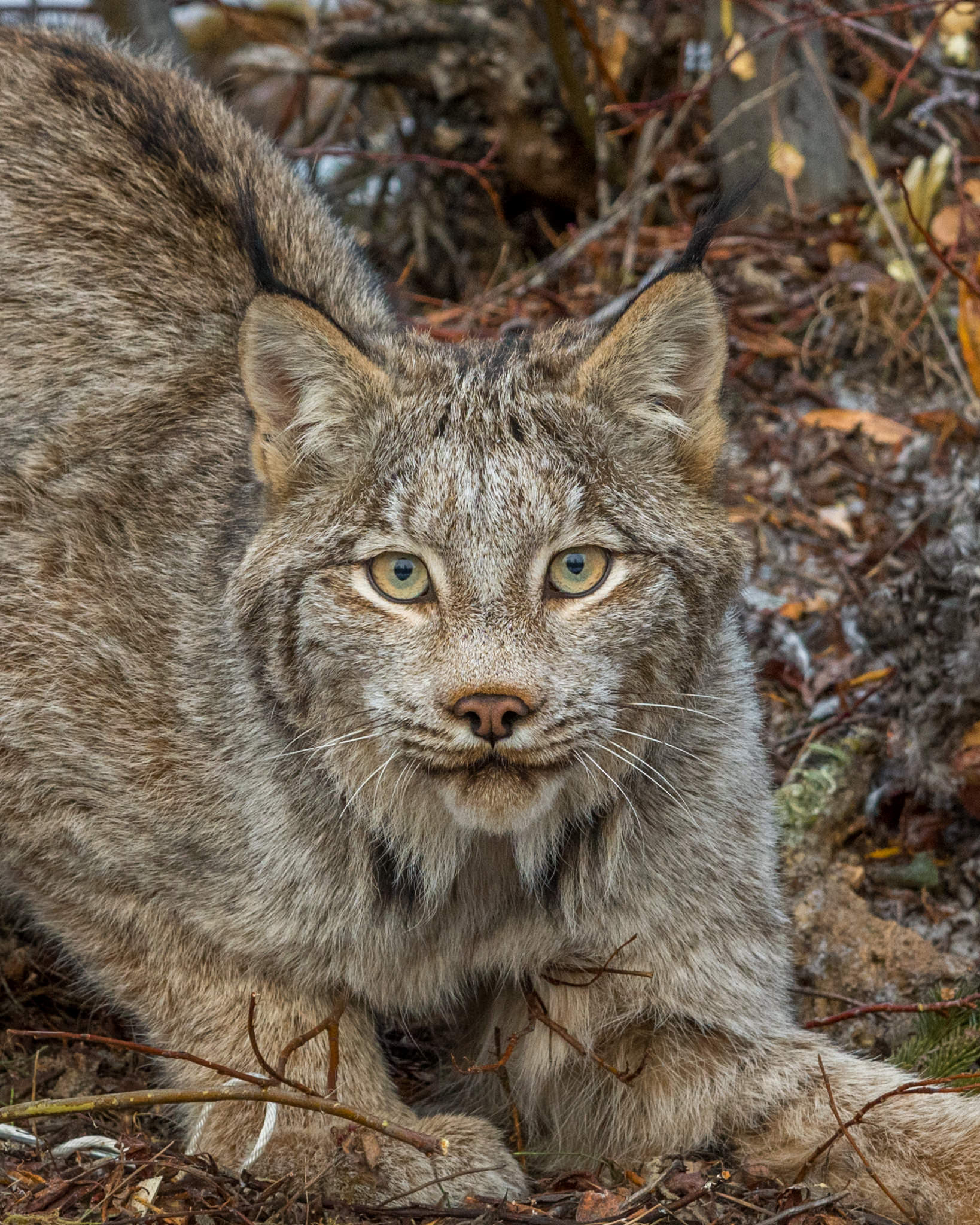 Lynx Research